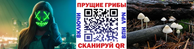 дарнет шоп  Буинск  Псилоцибиновые грибы Cubensis 